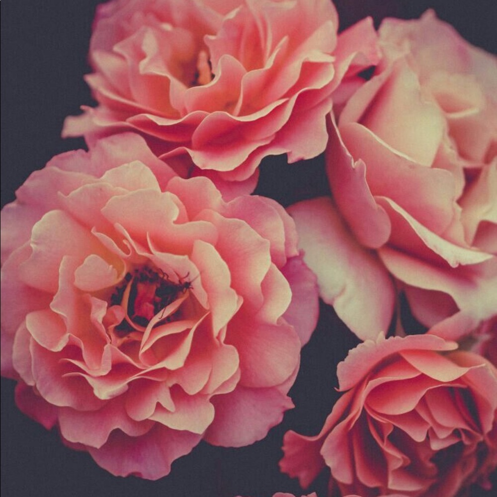 Meet your Posher, Sonya